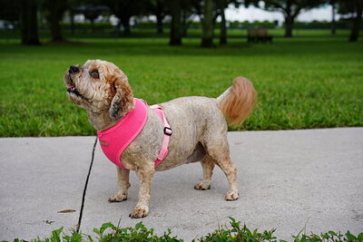 Light brown and tan dog photographed at Mizner Bark Dog Park on September 3, 2026