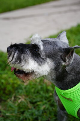 Salt and pepper dog photographed at Mizner Bark Dog Park on September 3, 2026