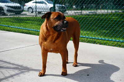 Fawn with black mask dog photographed at Mizner Bark Dog Park on September 3, 2026