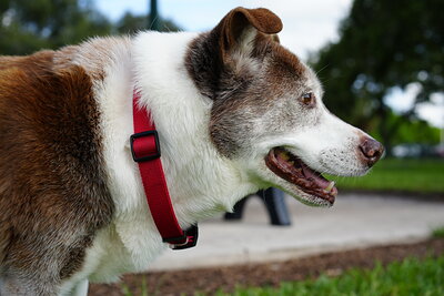 Brown and white dog photographed at Mizner Bark Dog Park on September 3, 2026