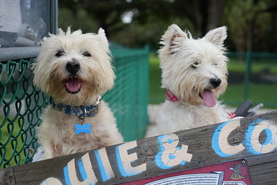Coco photographed at Mizner Bark Dog Park on September 3, 2026