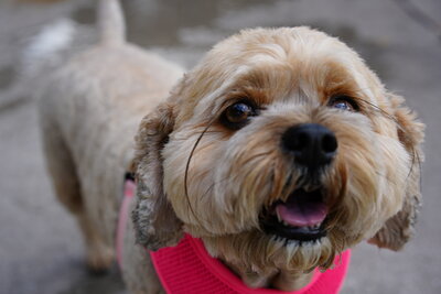 Light tan dog photographed at Mizner Bark Dog Park on September 3, 2026