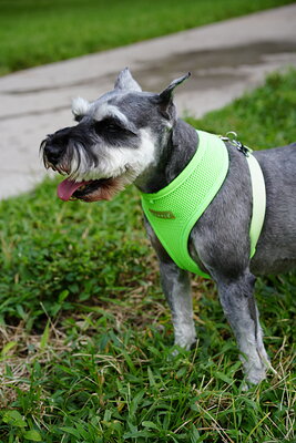 Salt and pepper dog photographed at Mizner Bark Dog Park on September 3, 2026