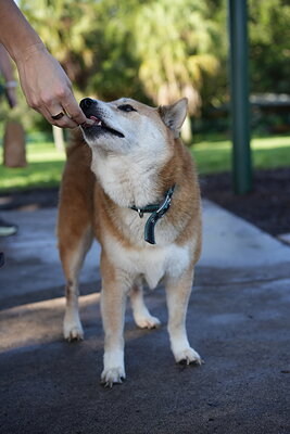 Red and white dog photographed at Mizner Bark Dog Park on September 3, 2026