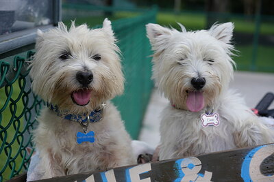 Coco photographed at Mizner Bark Dog Park on September 3, 2026