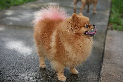 Orange with pink tail tip dog photographed at Mizner Bark Dog Park on September 3, 2026