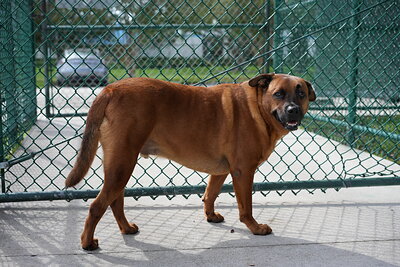 Reddish brown dog photographed at Mizner Bark Dog Park on September 3, 2026