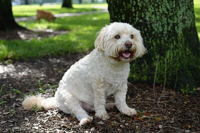 Cream white dog photographed at Mizner Bark Dog Park on September 3, 2026