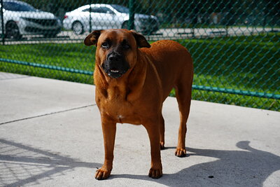 Reddish brown dog photographed at Mizner Bark Dog Park on September 3, 2026
