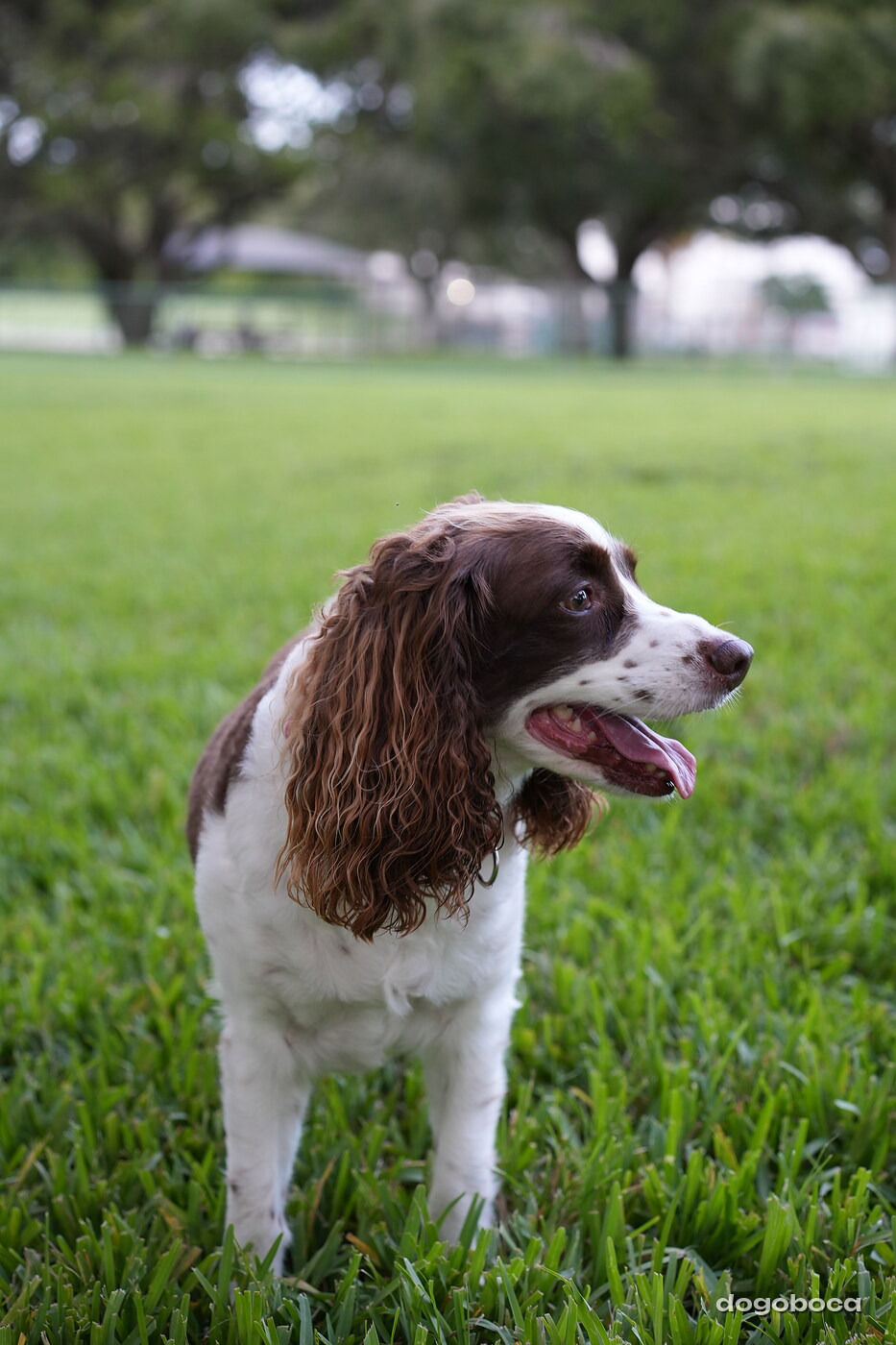 Brown and white dog photographed at Mizner Bark Dog Park on September 4, 2026