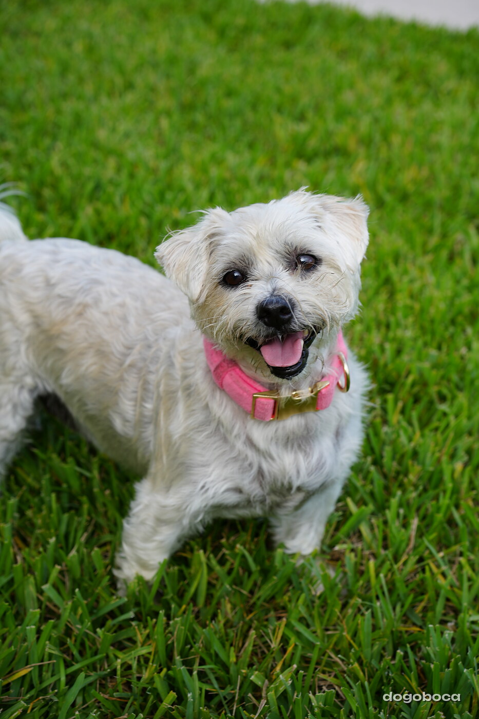 White cream dog photographed at Mizner Bark Dog Park on September 4, 2026