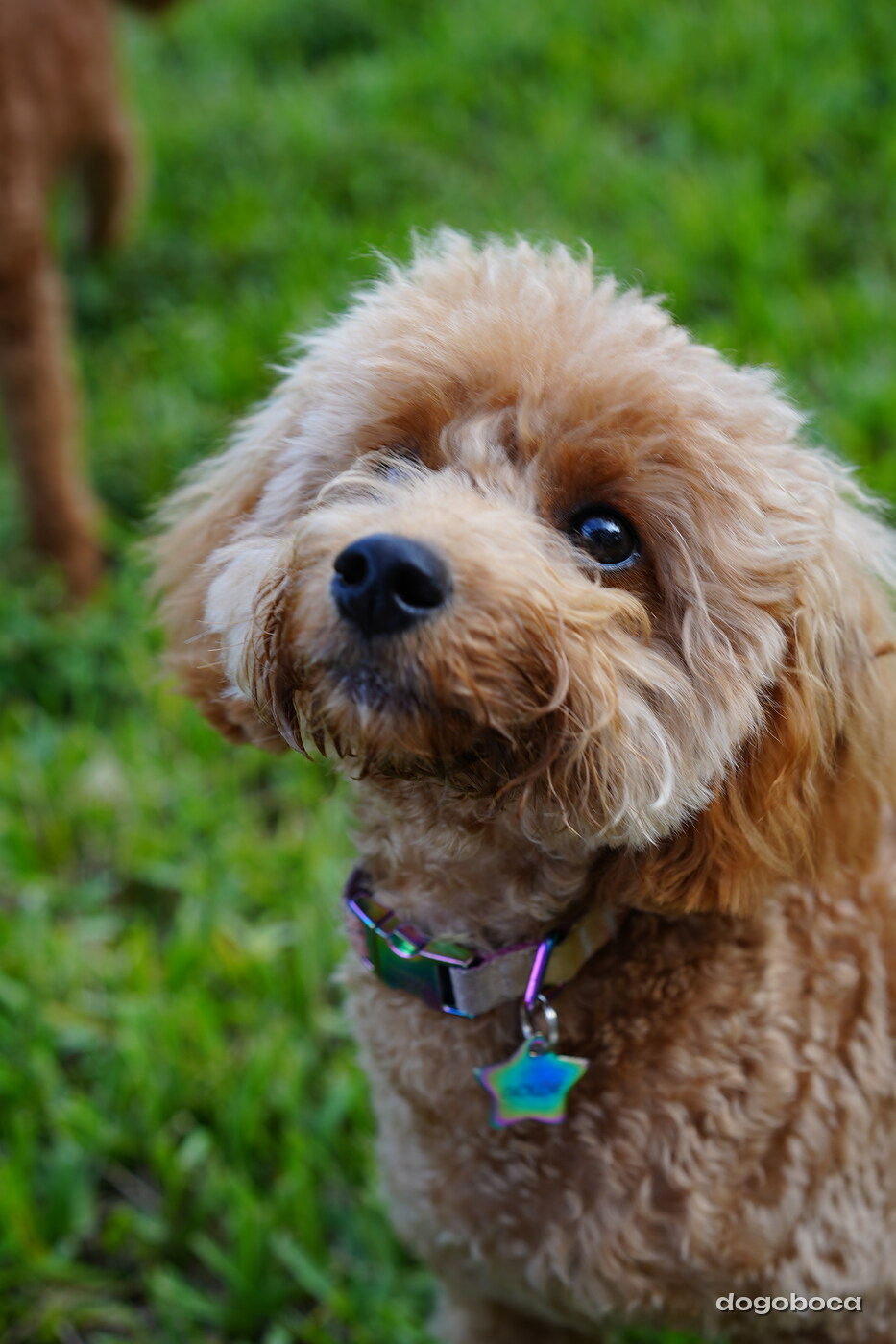 Apricot dog photographed at Mizner Bark Dog Park on September 4, 2026