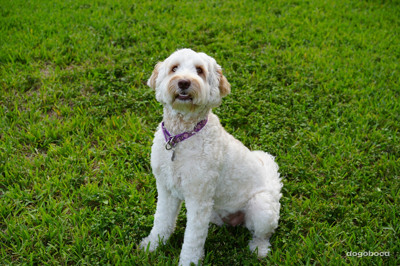 Lily photographed at Mizner Bark Dog Park on September 4, 2026