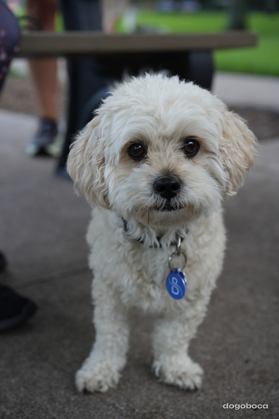 Cream white dog photographed at Mizner Bark Dog Park on September 4, 2026