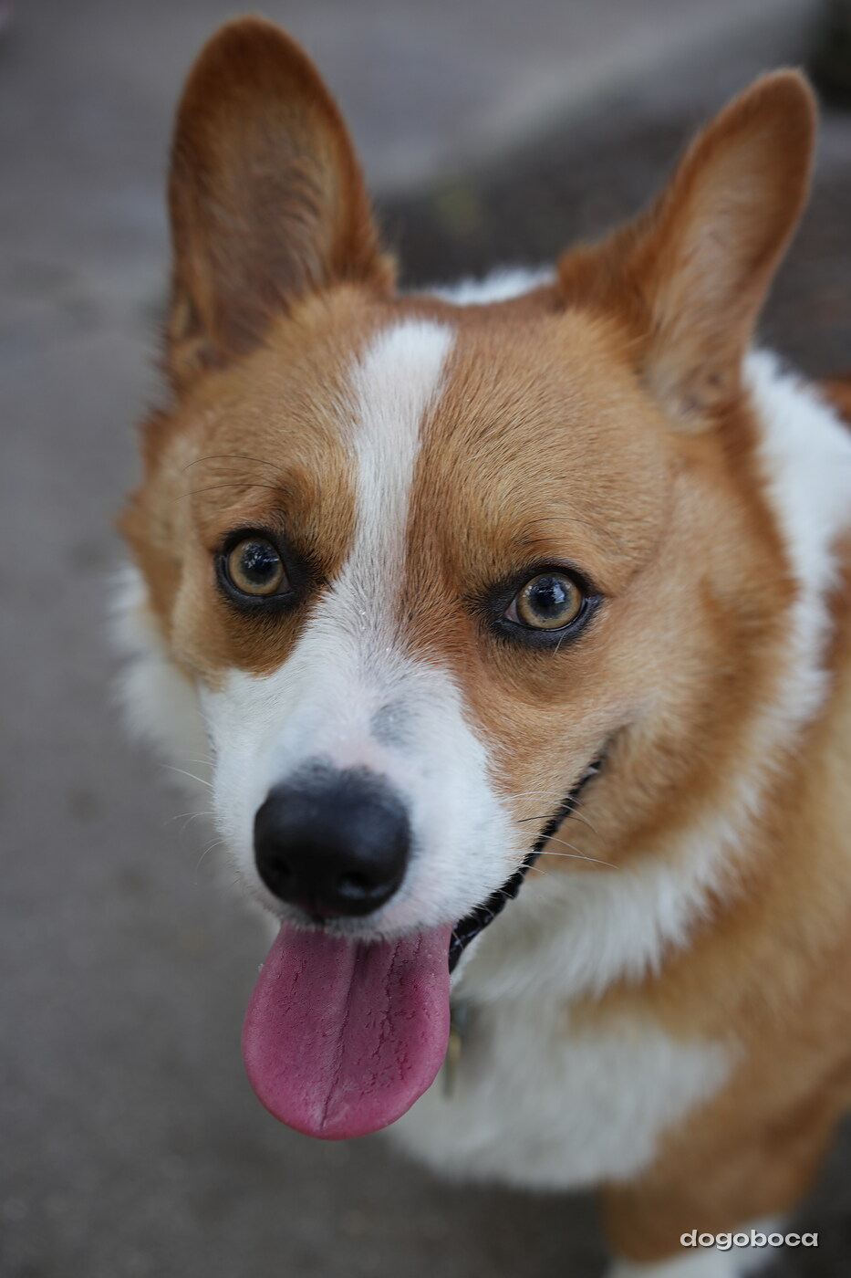 Red and white dog photographed at Mizner Bark Dog Park on September 4, 2026