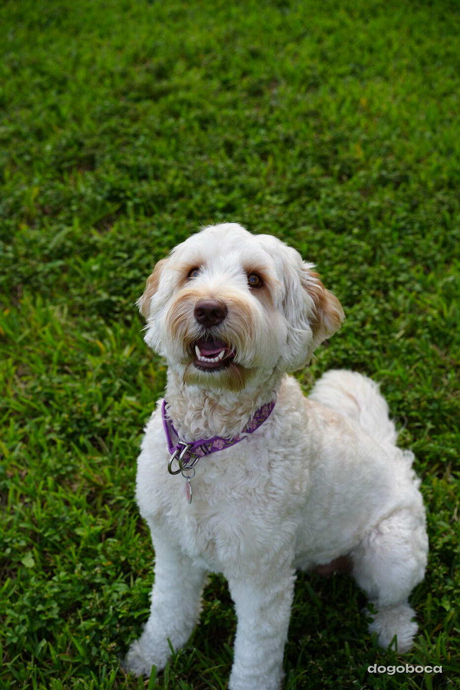 Lily photographed at Mizner Bark Dog Park on September 4, 2026