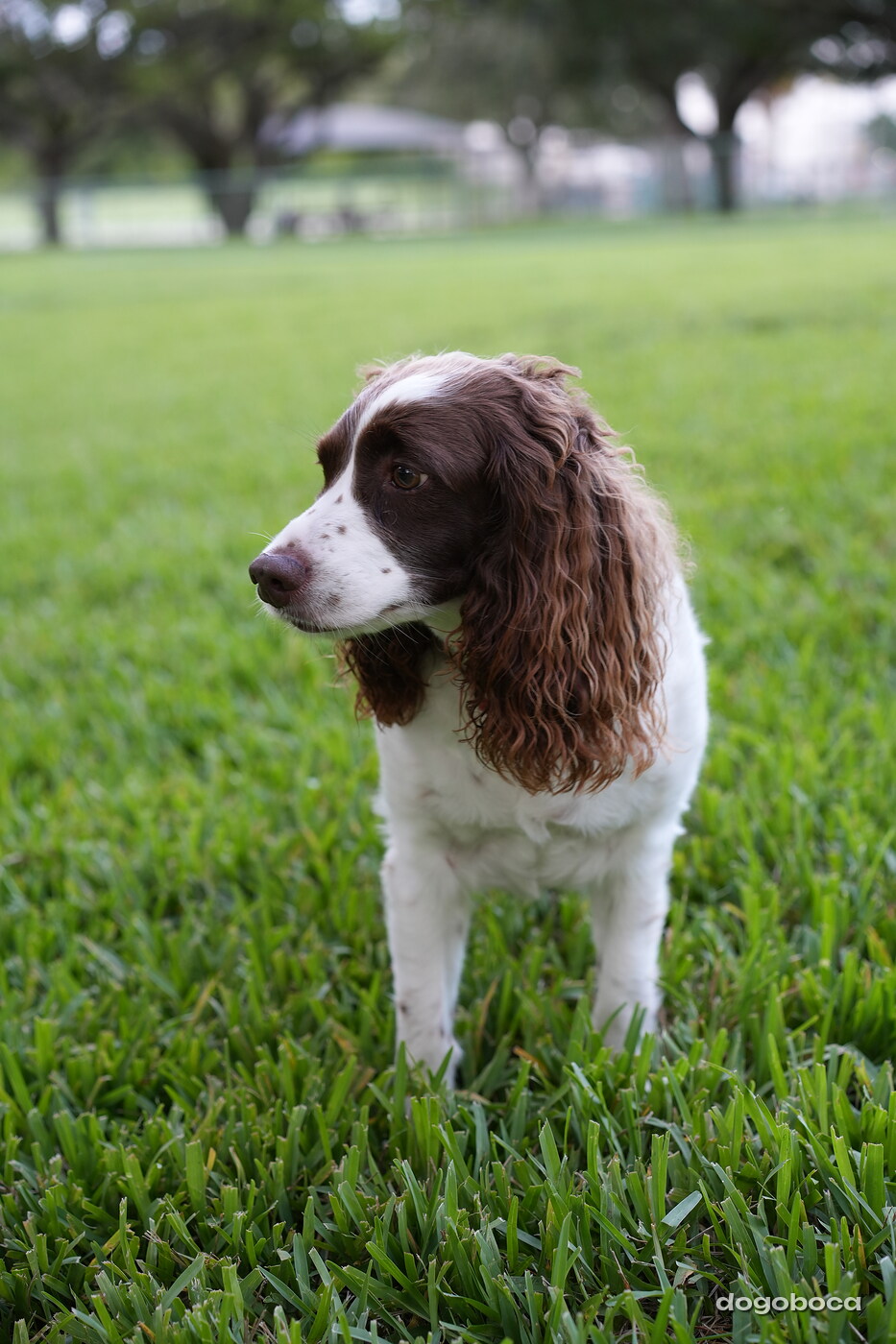 Brown and white dog photographed at Mizner Bark Dog Park on September 4, 2026