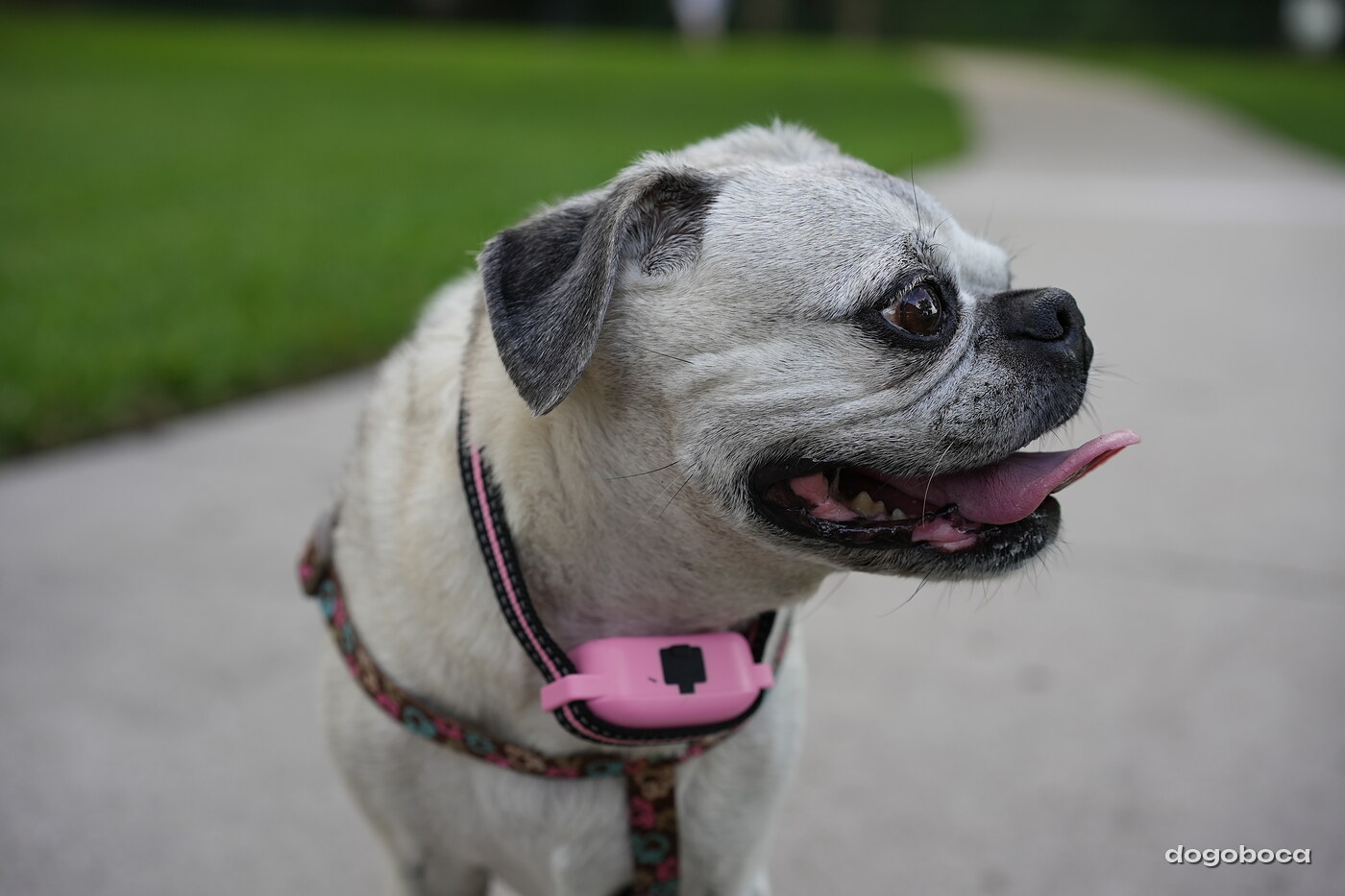 Fawn with black mask dog photographed at Mizner Bark Dog Park on September 4, 2026