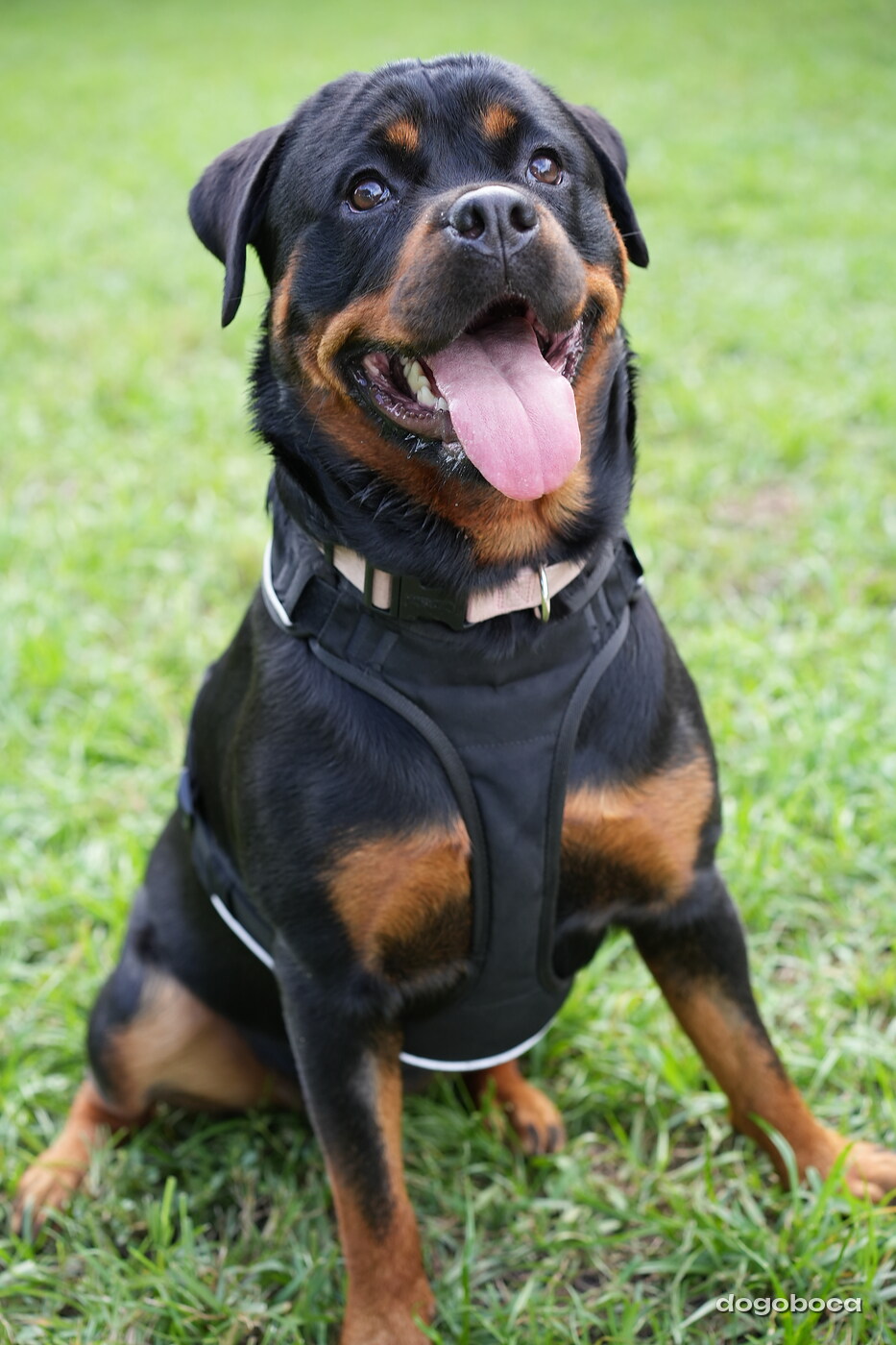Reya photographed at Mizner Bark Dog Park on September 4, 2026