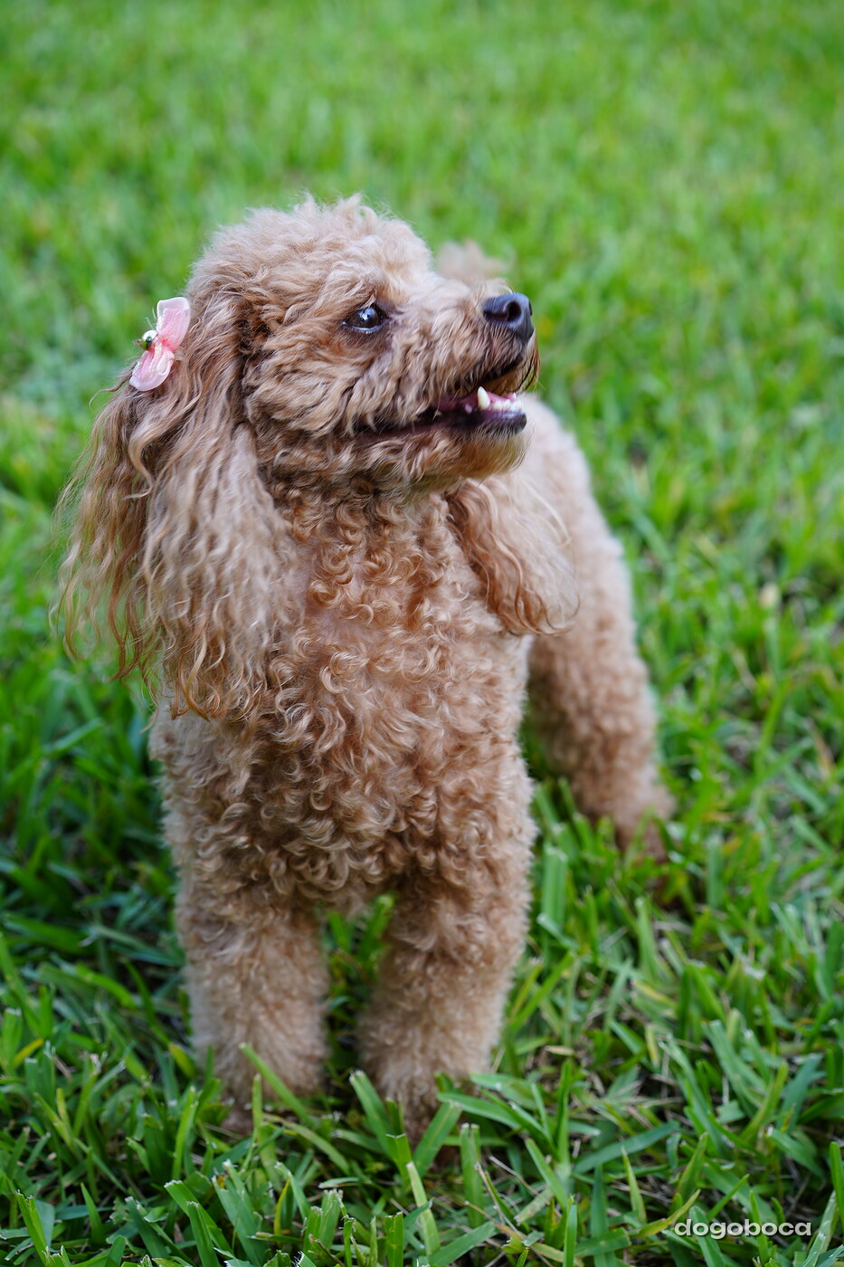 Apricot dog photographed at Mizner Bark Dog Park on September 4, 2026