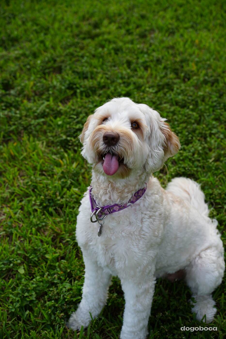 Lily photographed at Mizner Bark Dog Park on September 4, 2026