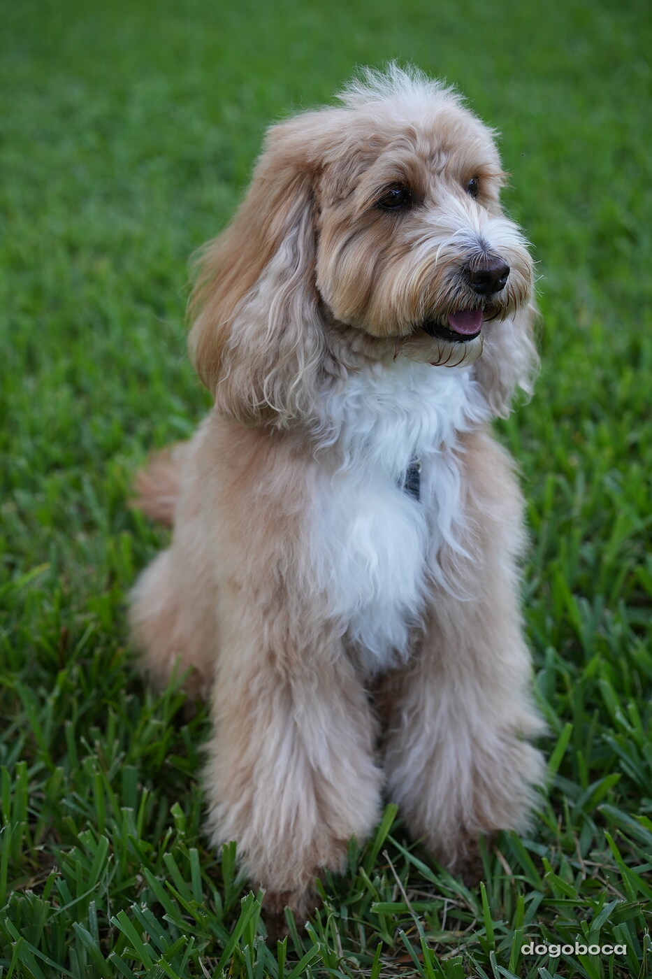 Woody photographed at Mizner Bark Dog Park on September 4, 2026