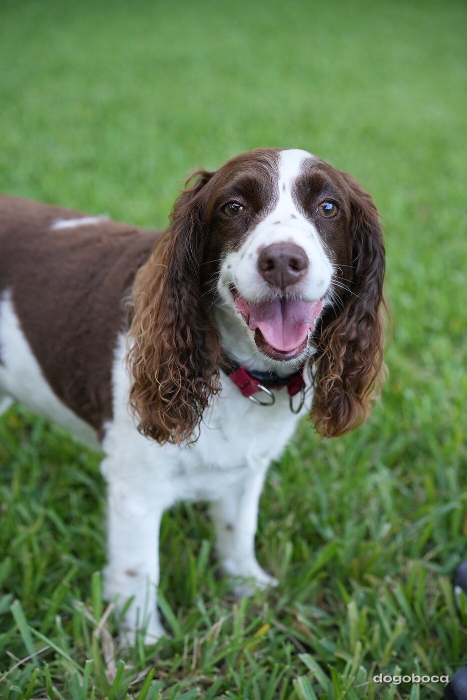 Brown and white dog photographed at Mizner Bark Dog Park on September 4, 2026