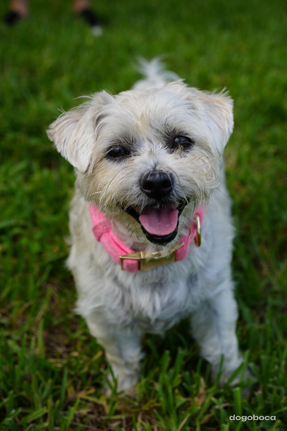 White dog photographed at Mizner Bark Dog Park on September 4, 2026