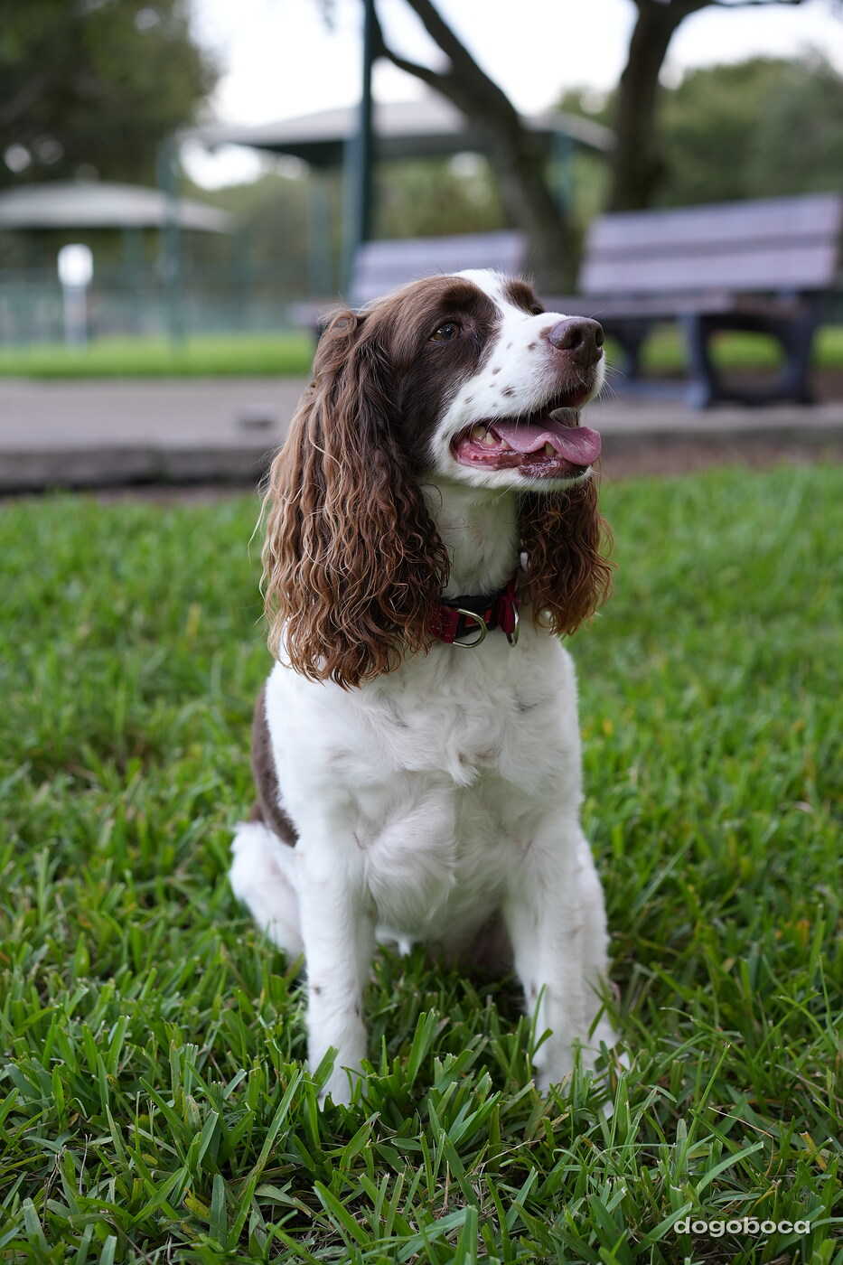 Brown and white dog photographed at Mizner Bark Dog Park on September 4, 2026