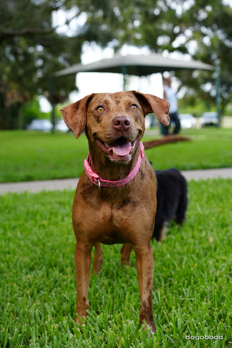 Chocolate brown dog photographed at Mizner Bark Dog Park on September 4, 2026