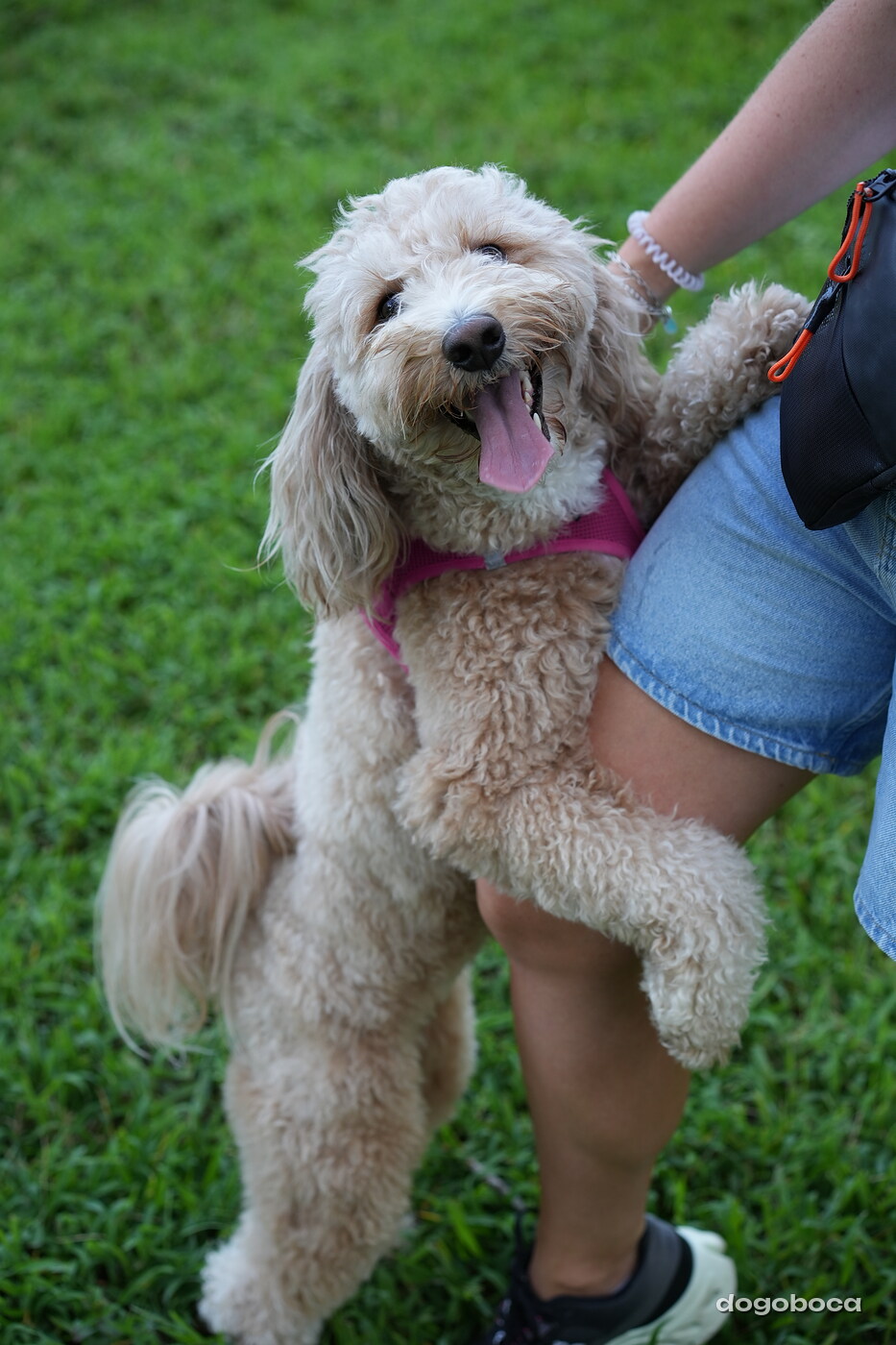 Cream apricot dog photographed at Mizner Bark Dog Park on September 4, 2026