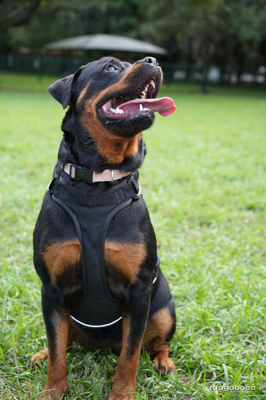 Reya photographed at Mizner Bark Dog Park on September 4, 2026