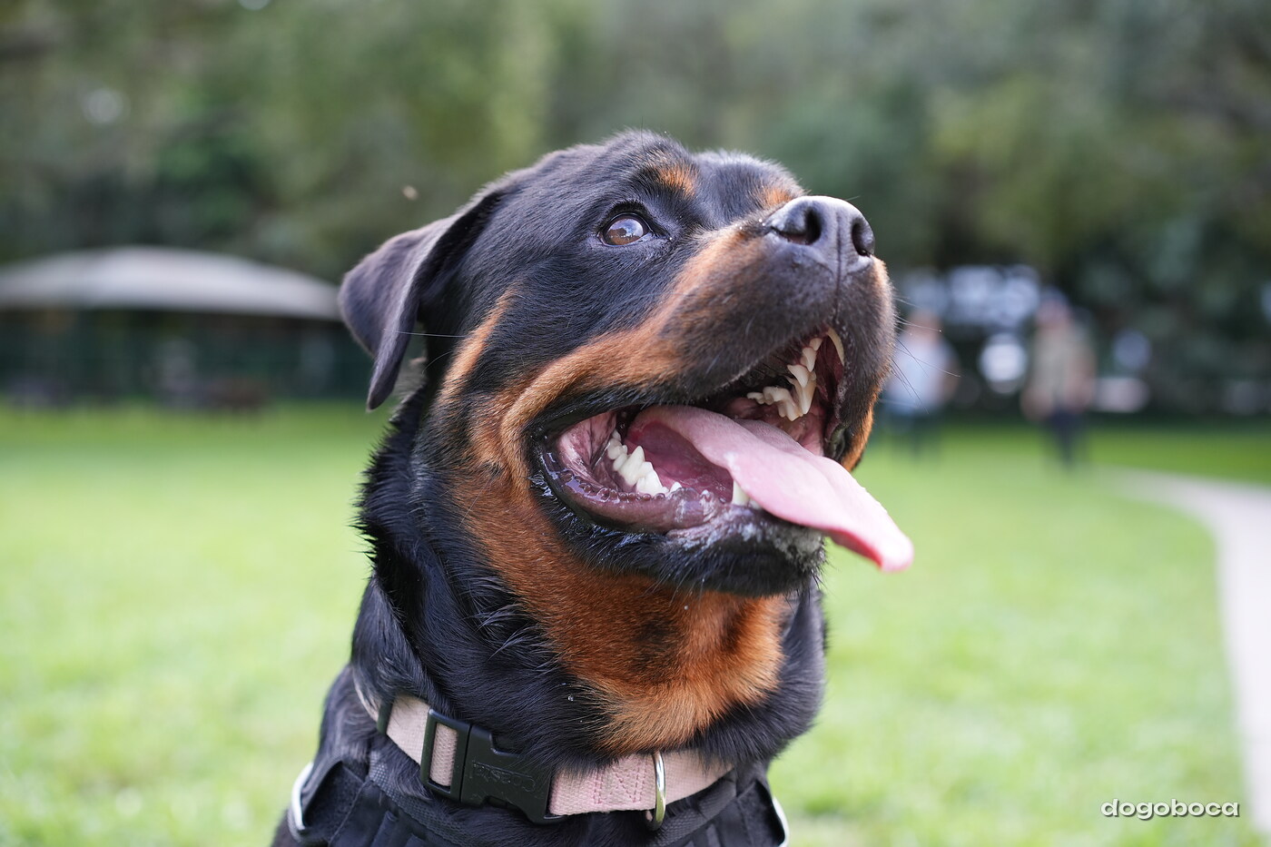 Reya photographed at Mizner Bark Dog Park on September 4, 2026