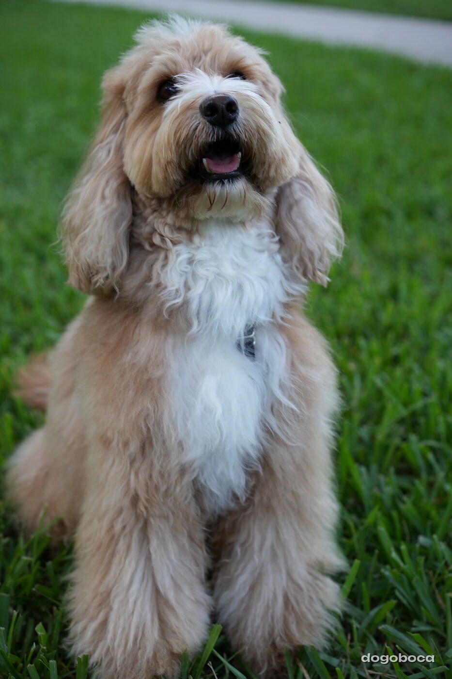 Woody photographed at Mizner Bark Dog Park on September 4, 2026