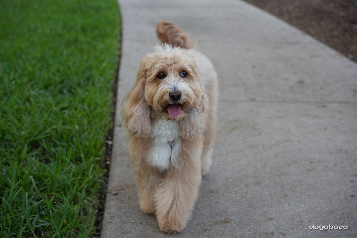 Woody photographed at Mizner Bark Dog Park on September 4, 2026