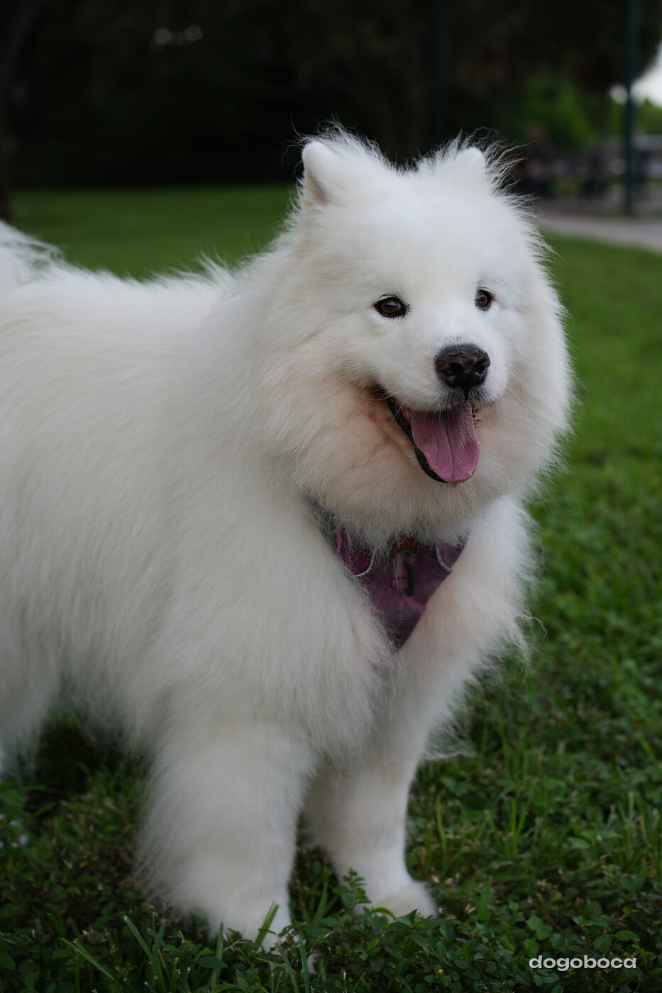 White dog photographed at Mizner Bark Dog Park on September 4, 2026