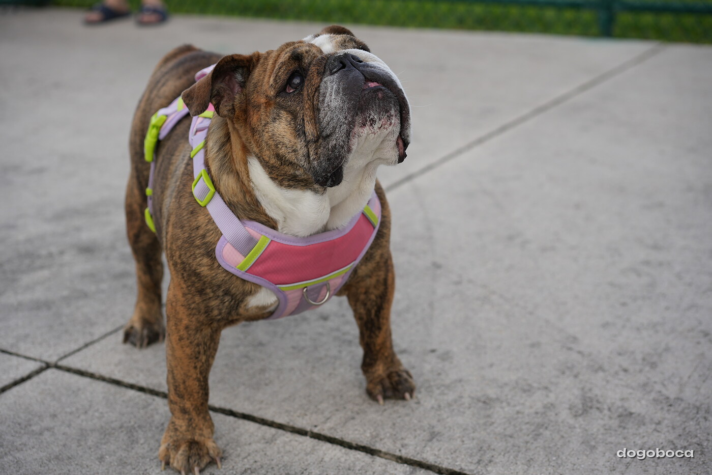 Brindle and white dog photographed at Mizner Bark Dog Park on September 4, 2026