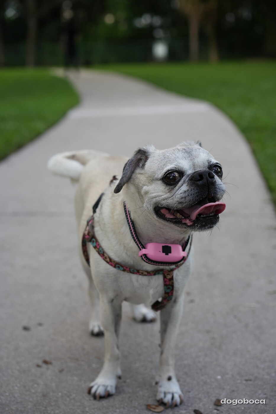 Fawn dog photographed at Mizner Bark Dog Park on September 4, 2026