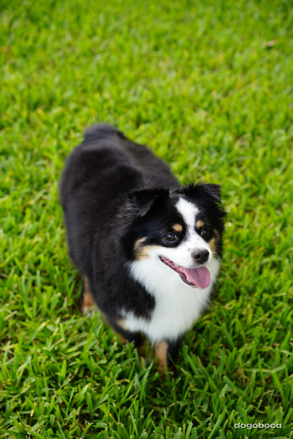 Black white tan dog photographed at Mizner Bark Dog Park on September 4, 2026