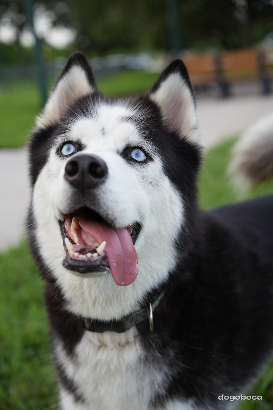 Black and white dog photographed at Mizner Bark Dog Park on September 4, 2026