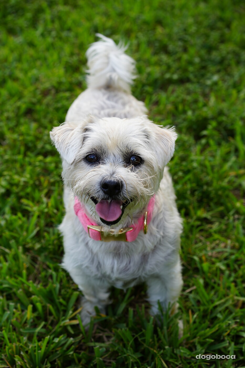 White dog photographed at Mizner Bark Dog Park on September 4, 2026