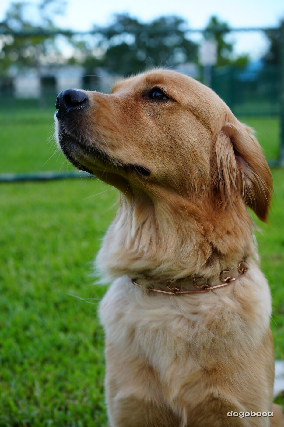 Golden dog photographed at Mizner Bark Dog Park on September 4, 2026