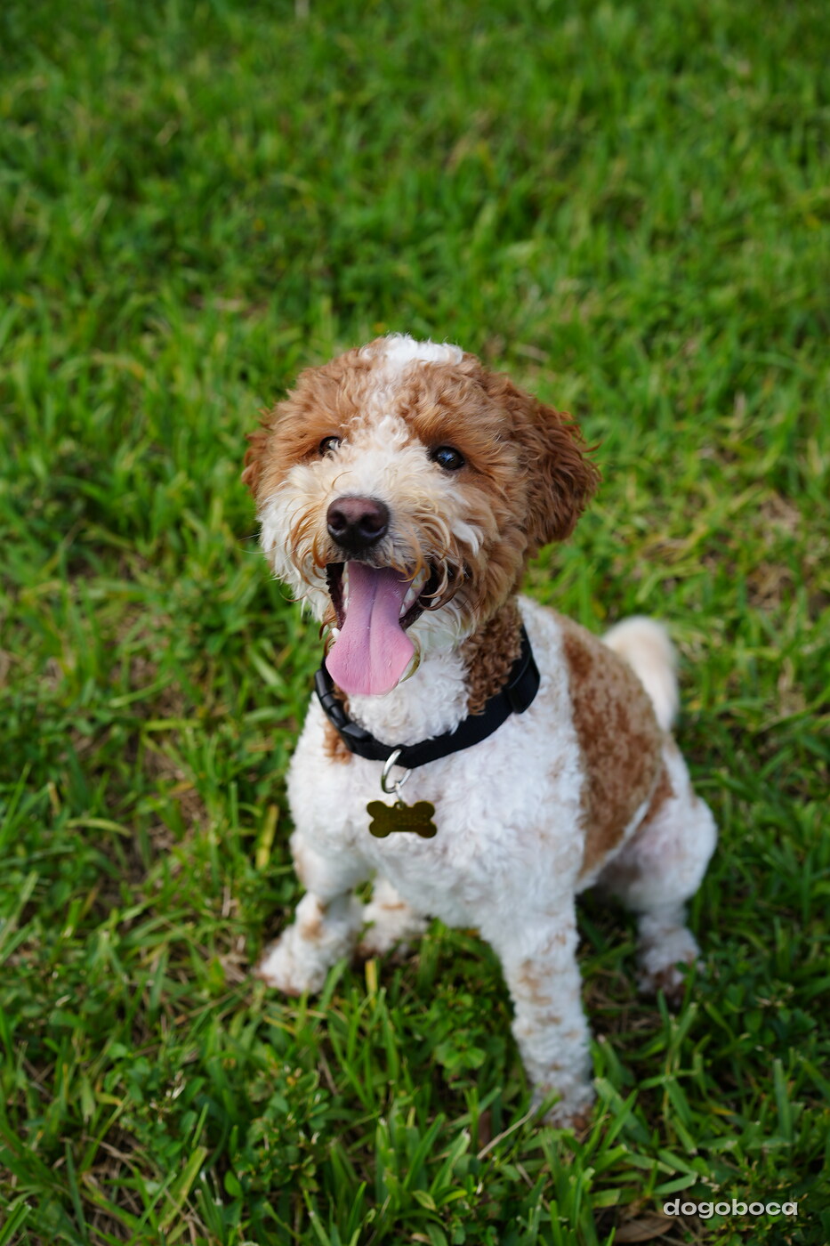 Duece photographed at Mizner Bark Dog Park on September 4, 2026