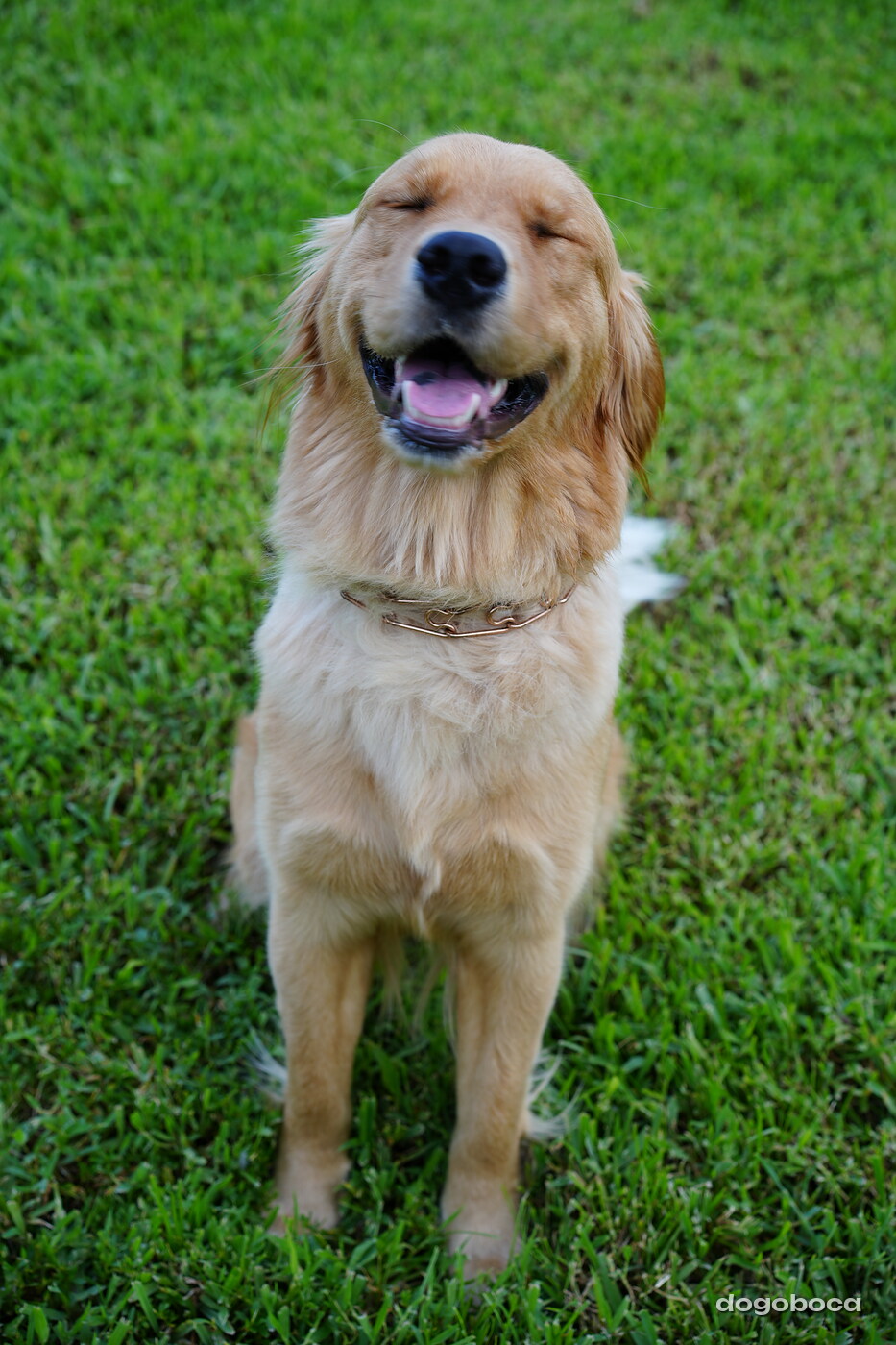 Golden dog photographed at Mizner Bark Dog Park on September 4, 2026