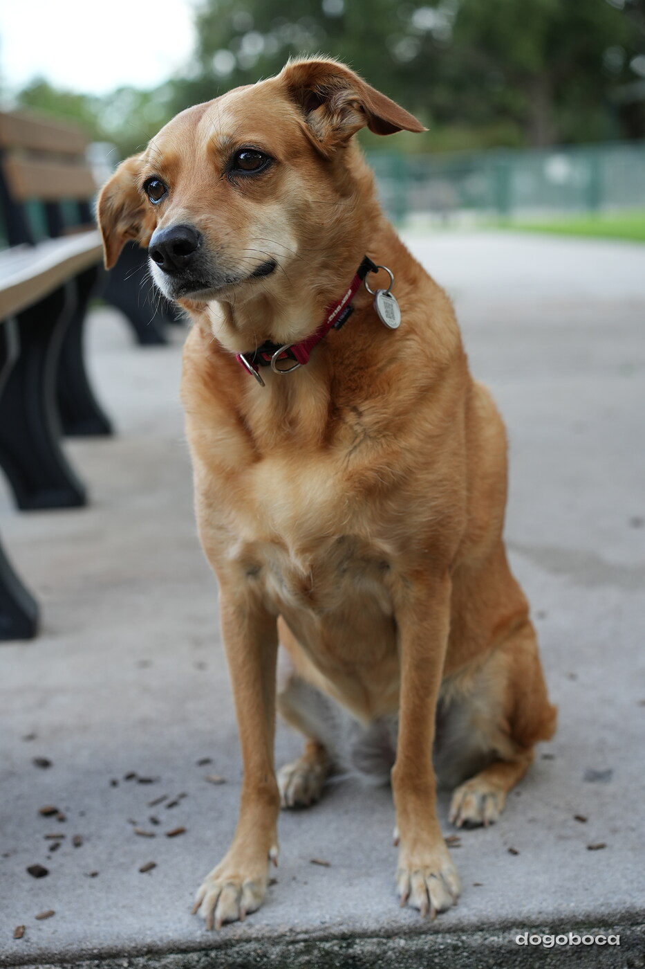 Light brown tan dog photographed at Mizner Bark Dog Park on September 4, 2026