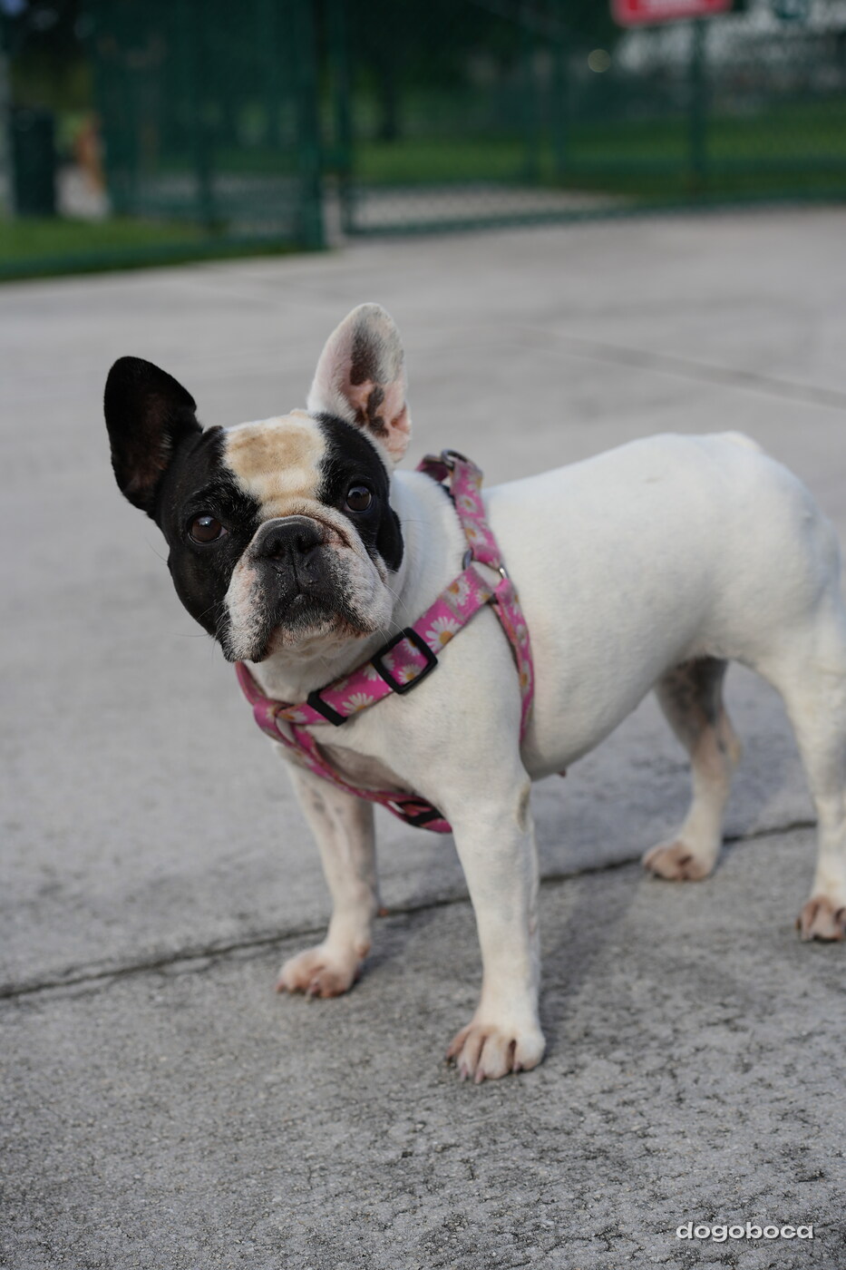 Black and white dog photographed at Mizner Bark Dog Park on September 4, 2026