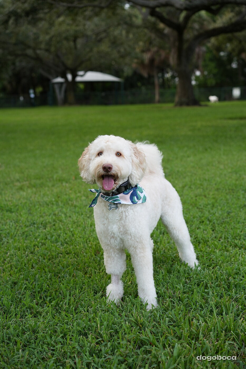 Cream white dog photographed at Mizner Bark Dog Park on September 4, 2026