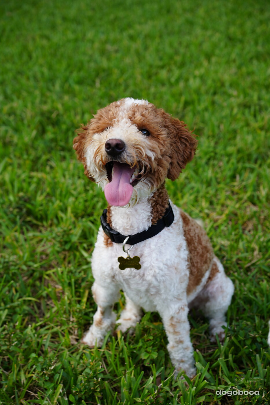 Duece photographed at Mizner Bark Dog Park on September 4, 2026