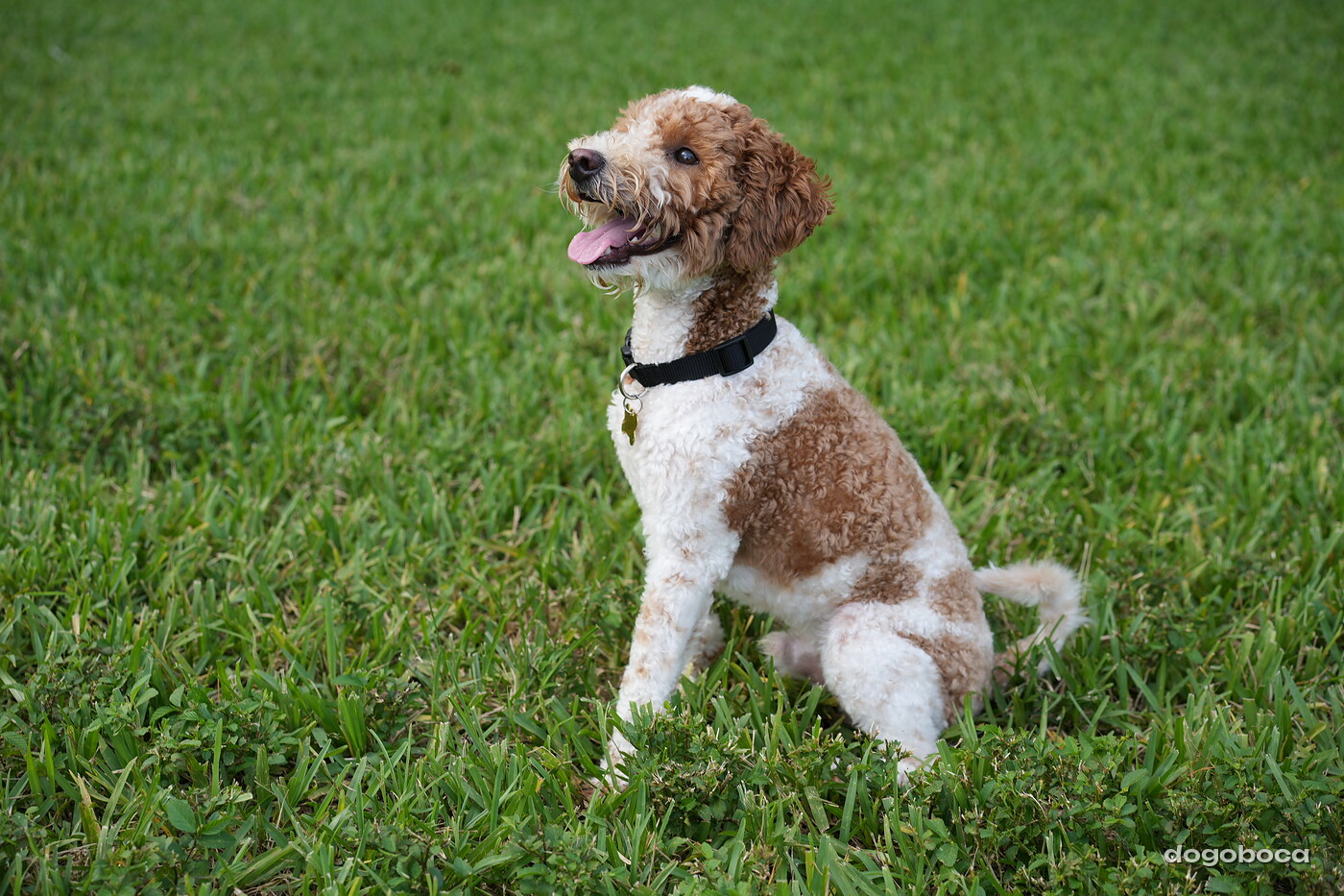 Duece photographed at Mizner Bark Dog Park on September 4, 2026