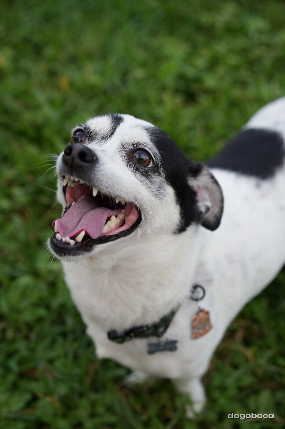 Rascal photographed at Mizner Bark Dog Park on September 4, 2026